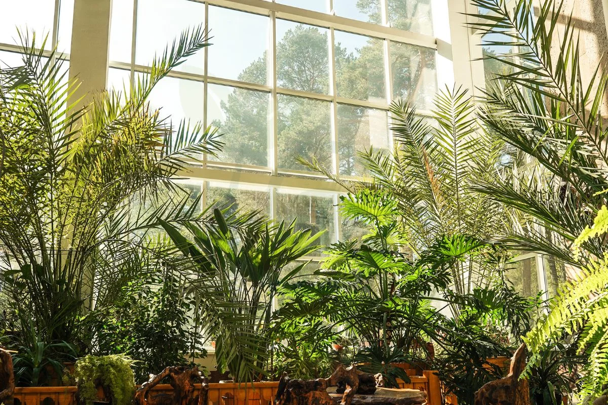 Majesty Palm Tree Indoor: Ultimate Care Guide