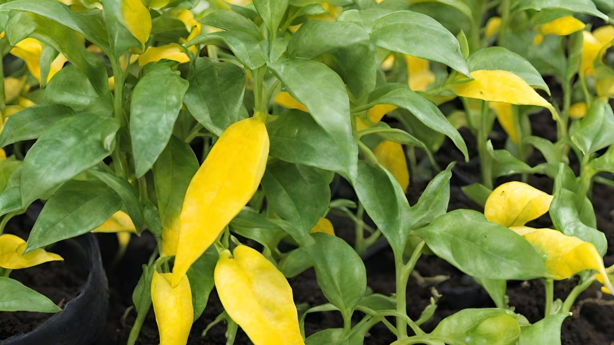 Pepper Seedlings Yellow Leaves: Identifying Causes & Solutions