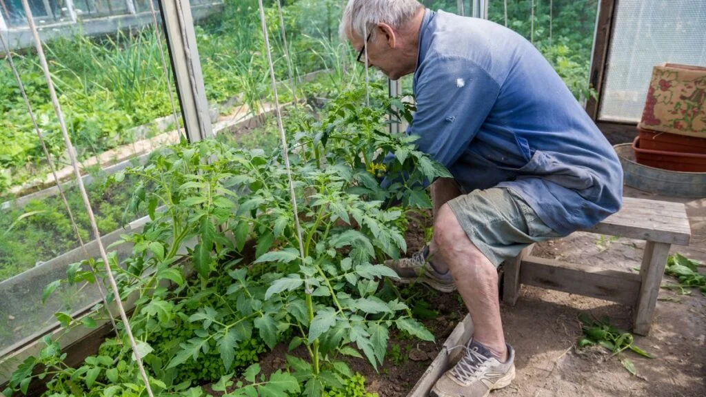 Pinching Tomato Plants