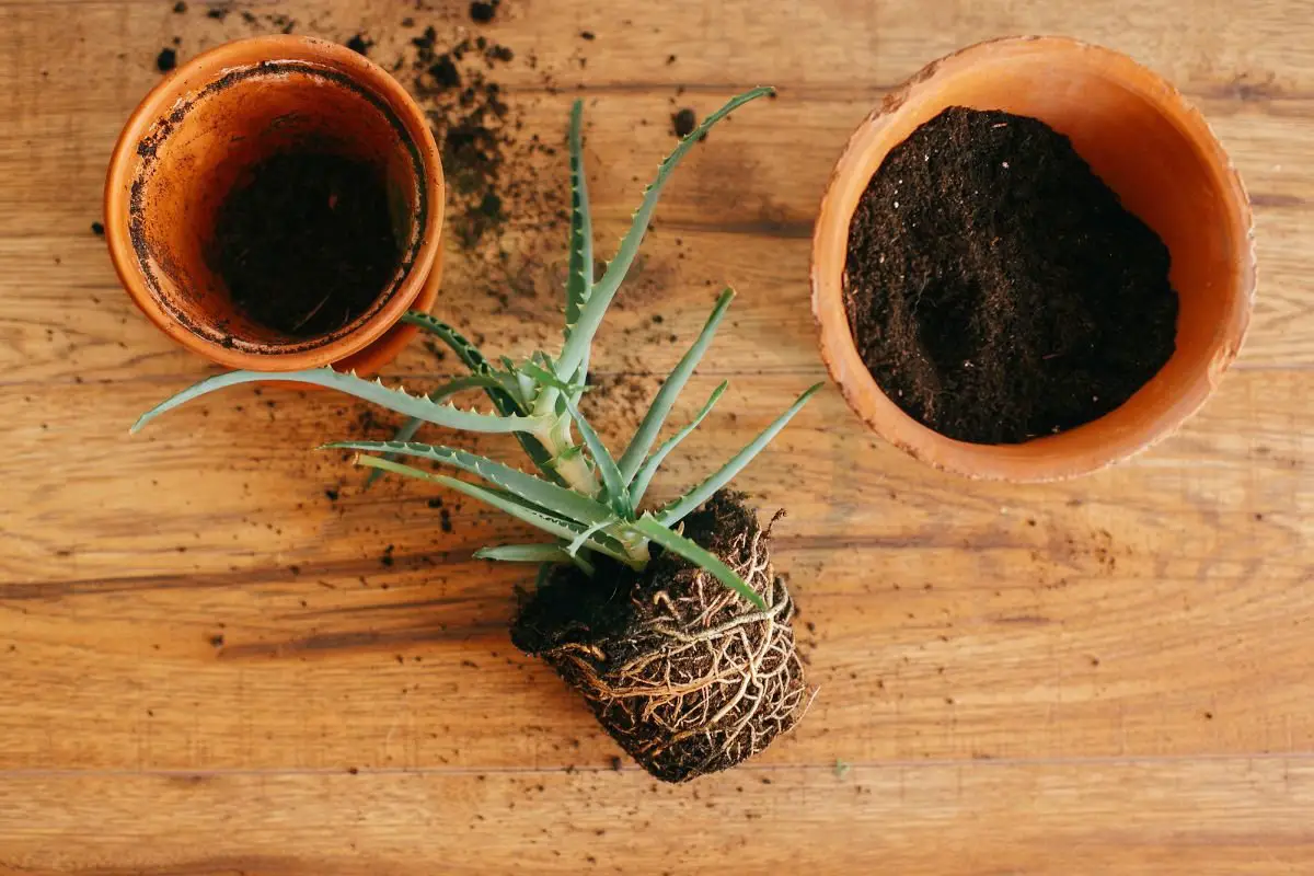 Potting Mix for Aloe Vera: Best Soil, Drainage & Care