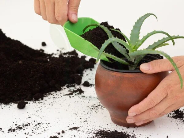 Best Potting Soil for Aloe Vera: Soil Selection Guide & Care Tips