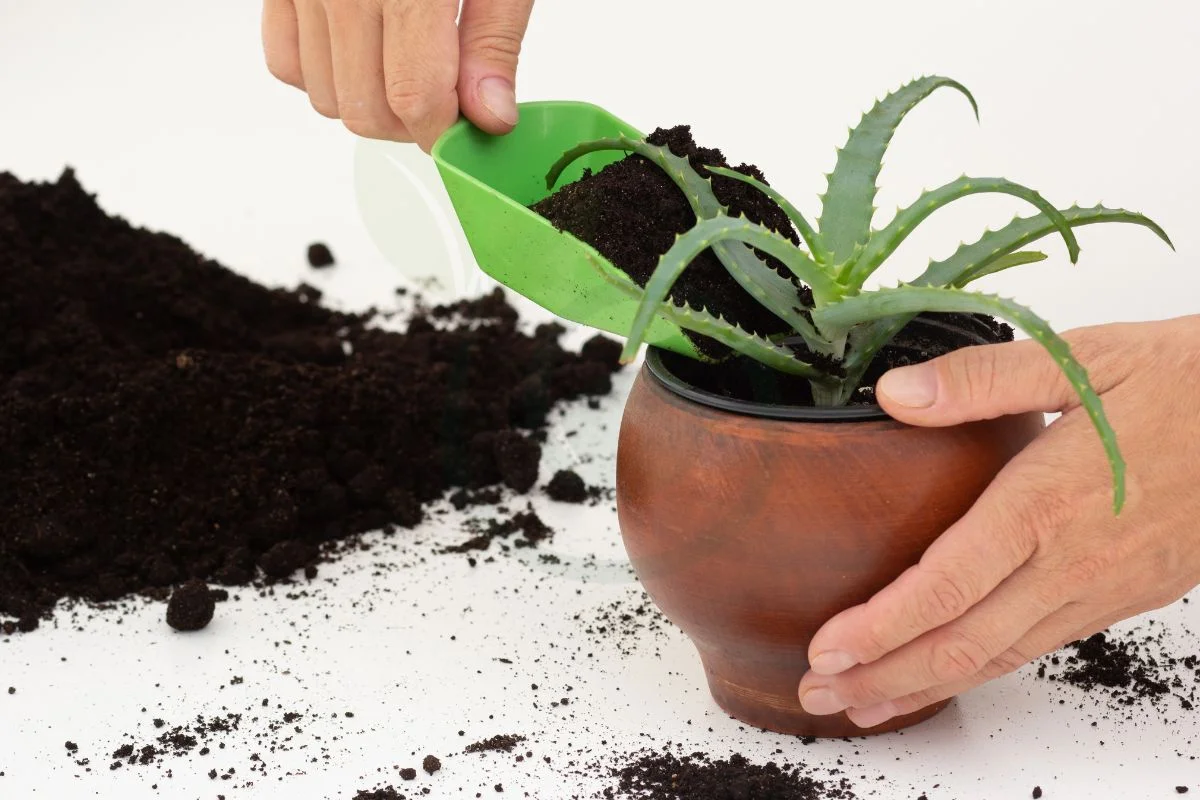 Best Potting Soil for Aloe Vera: Soil Selection Guide & Care Tips