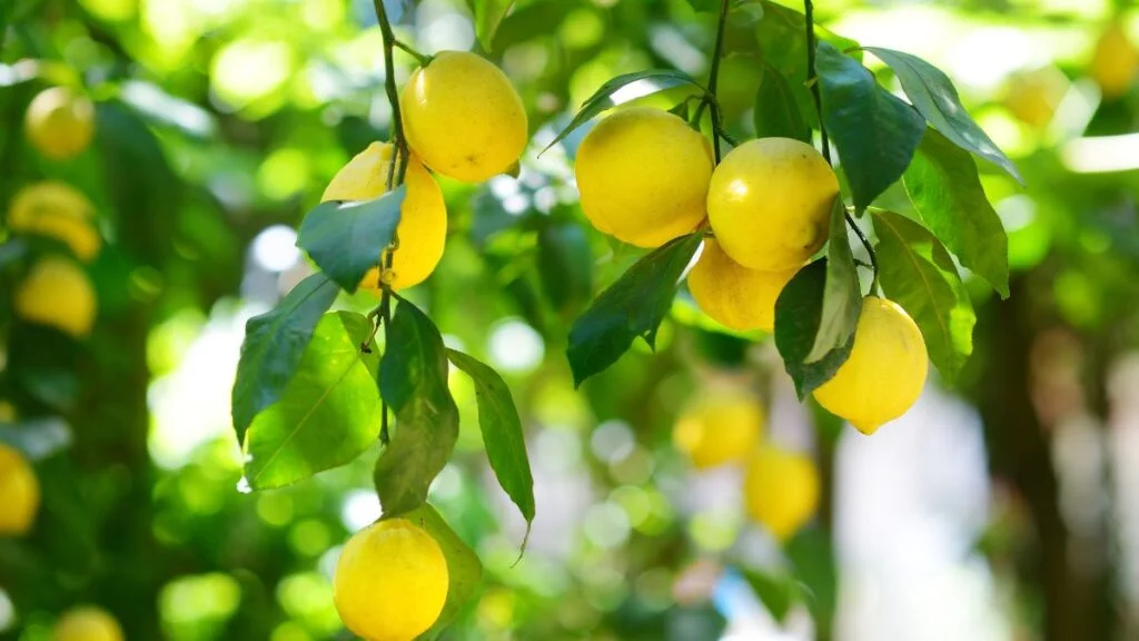 Promoting Healthy Growth of Lemon Trees