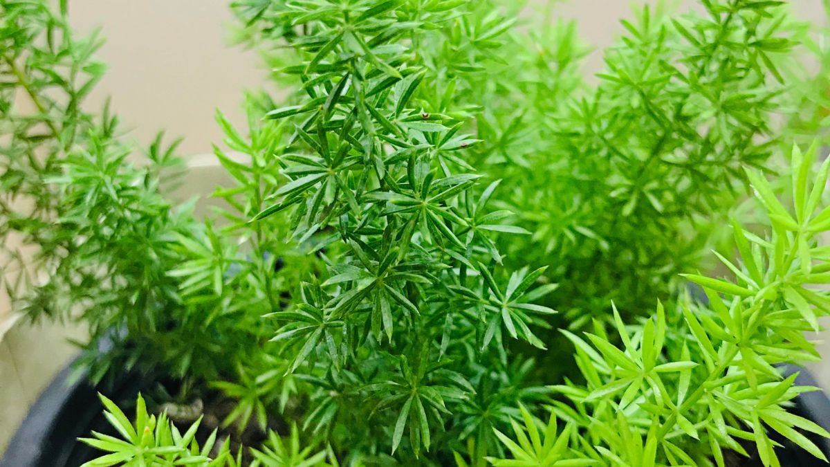 How to Propagate Asparagus Fern: Techniques, Tools & Care