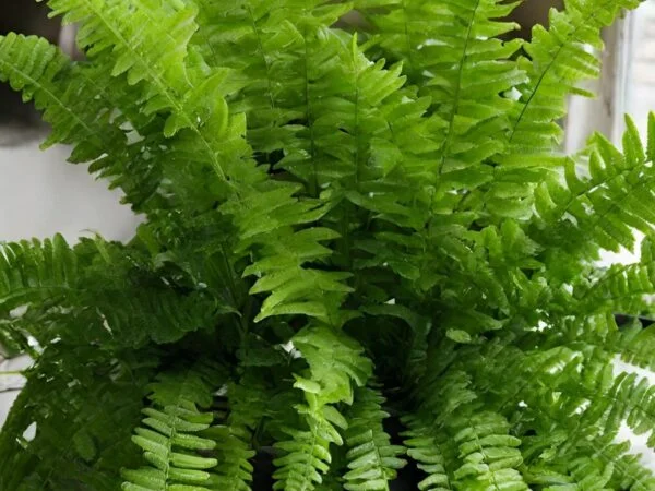 How to Propagate Boston Fern: Step-by-Step Guide