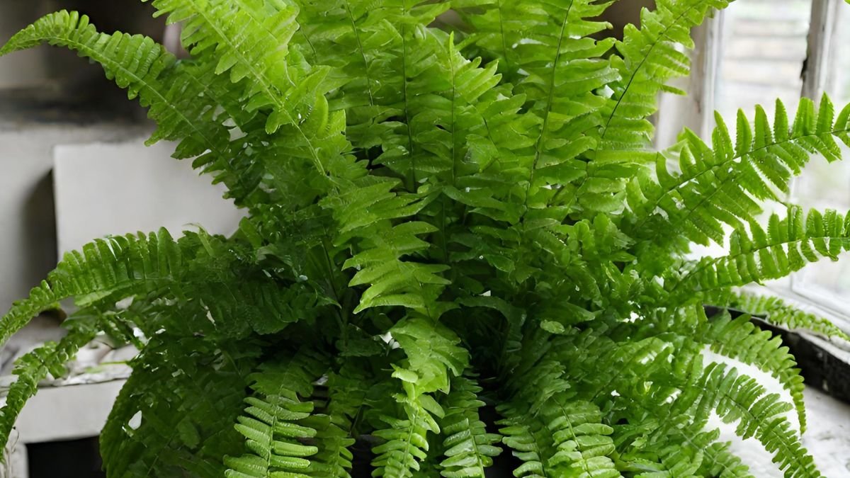 How to Propagate Boston Fern: Step-by-Step Guide