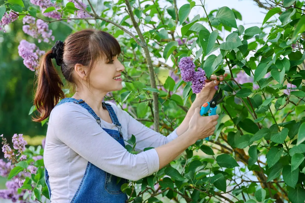 Pruning Old Lilac Bushes: Understanding Techniques
