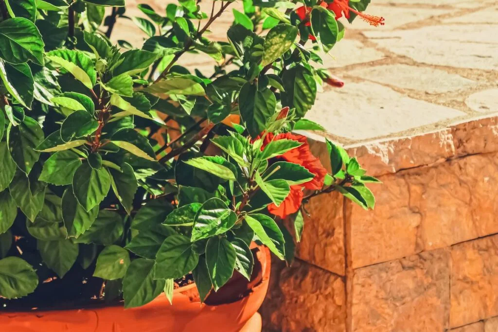 How to Care for Hibiscus Plants in Pot