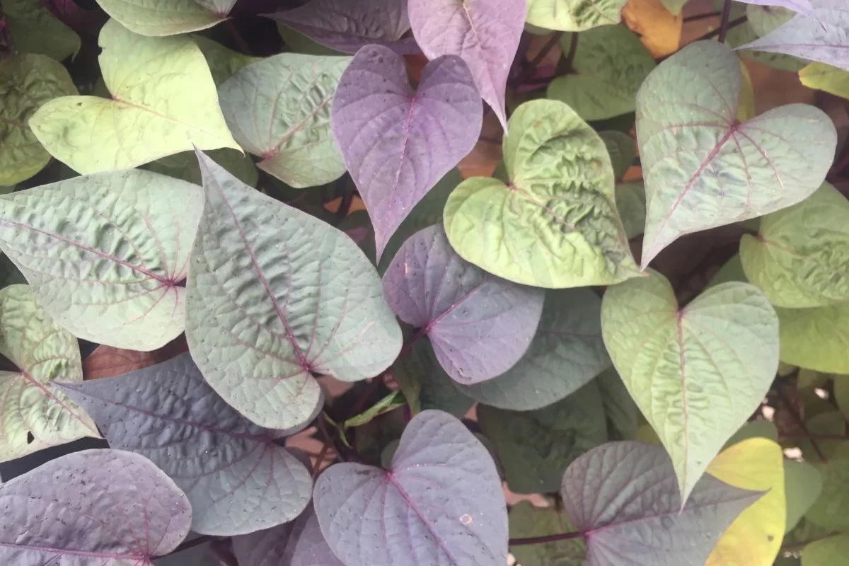 Purple Sweet Potato Planting: Understanding, Preparing, and Growing