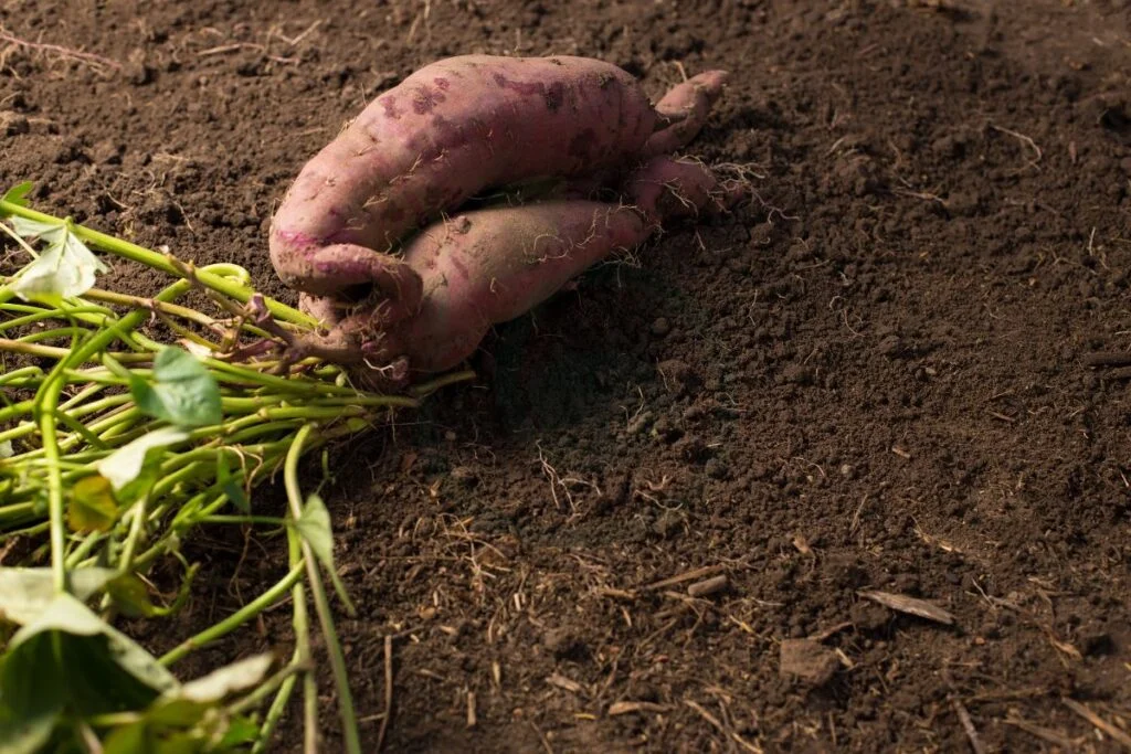 Purple Sweet Potato Planting