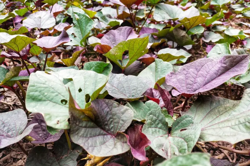 Purple Sweet Potato Planting