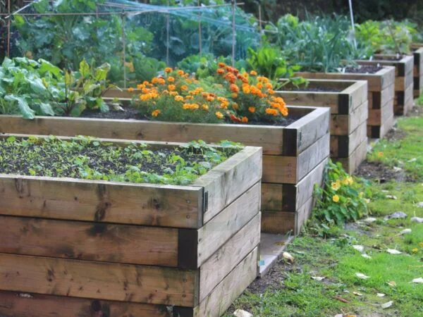 Raised Garden Bed Plant Spacing: Maximizing Space for Optimal Growth
