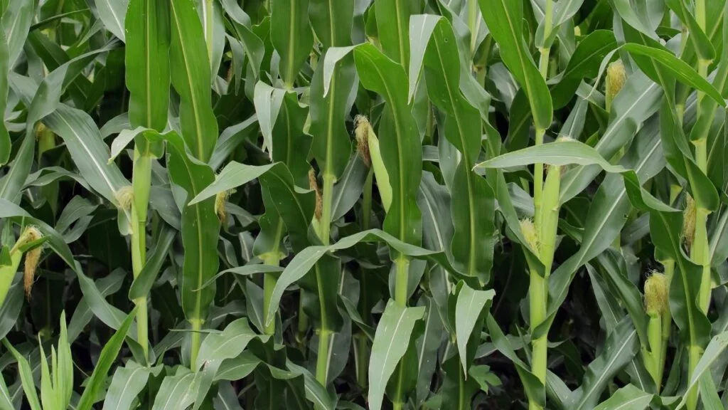 Recognizing Corn Growth Stages