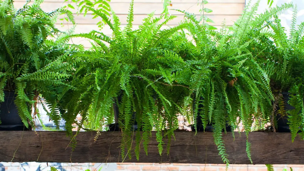 How to Repot Ferns: Step-by-Step Guide for Healthy Plants