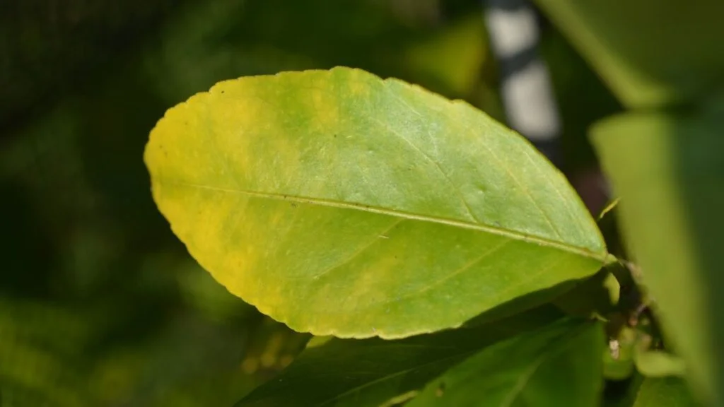 Signs of Nutrient Deficiencies Lemon Trees