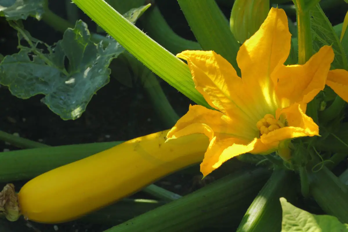 Winter Squash Companion Plants Enhancing Growth & Pest Deterrence
