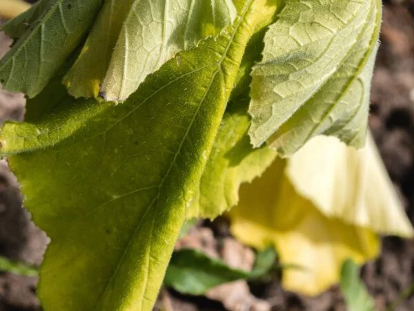 Squash Plant Turning Yellow: Identifying Causes & Solutions