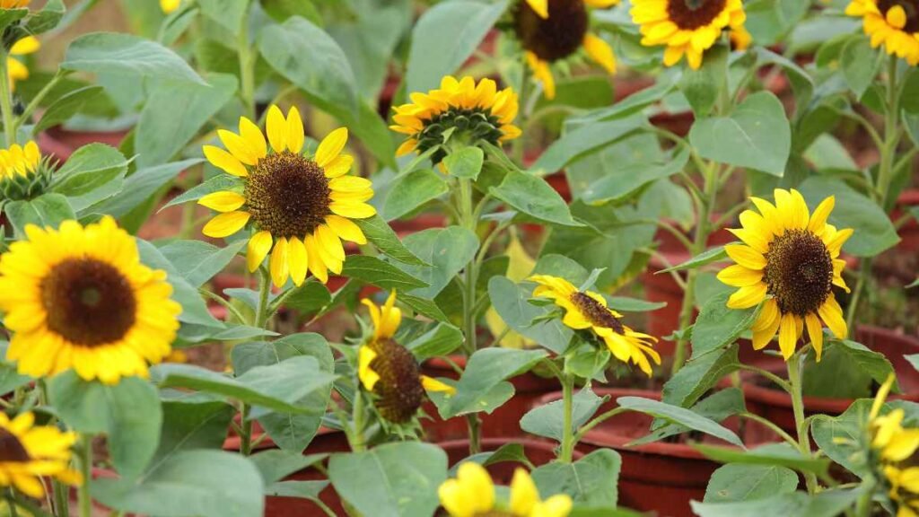Selecting the Right Pots for Sunflower 