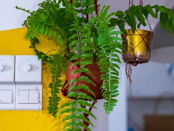 How Much Sunlight Do Boston Ferns Need: Ultimate Care Guide