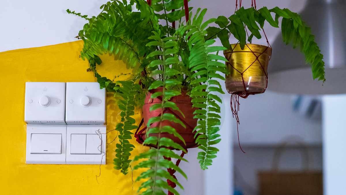 How Much Sunlight Do Boston Ferns Need: Ultimate Care Guide