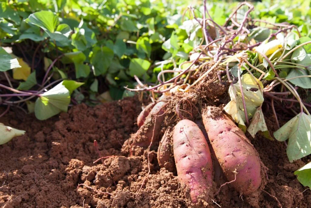 Sweet Potato Harvest Time: How to Maximize Yield
