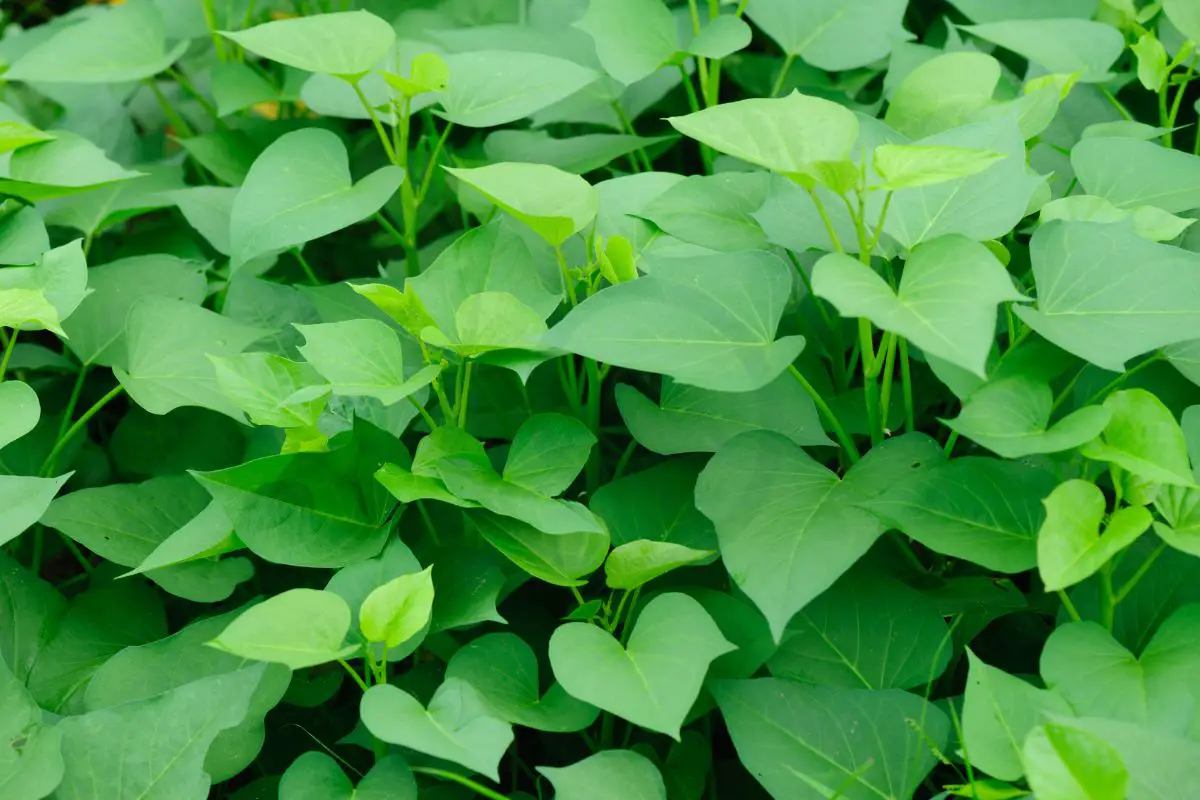 Sweet Potato Harvest Time: How to Maximize Yield