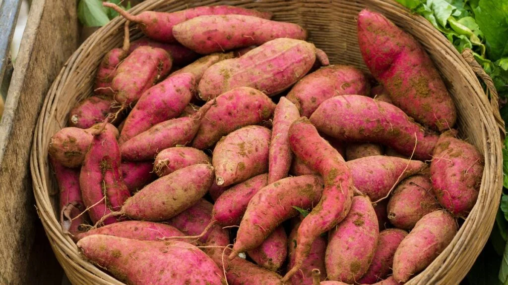 Sweet Potato Harvesting Time