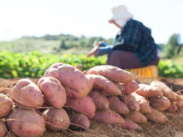 Sweet Potato Harvesting Time: Effective Tips for Home Gardeners