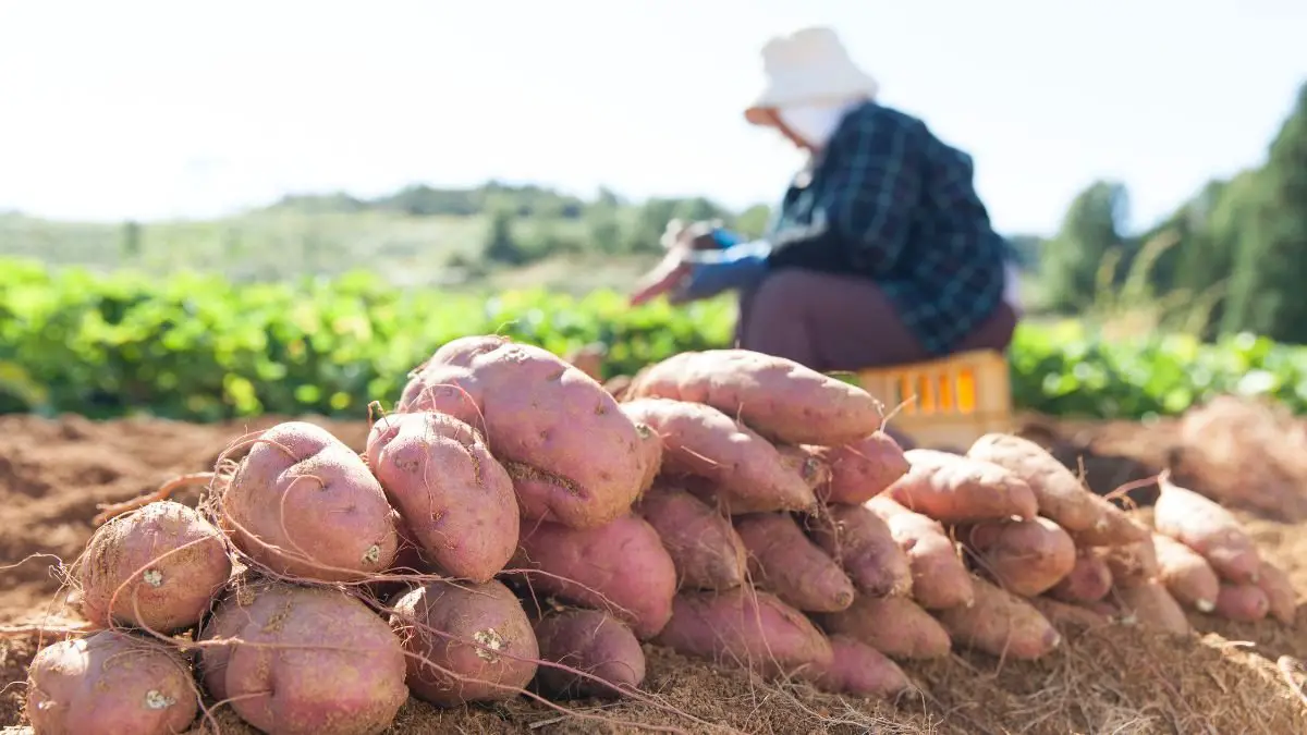 Sweet Potato Harvesting Time: Effective Tips for Home Gardeners