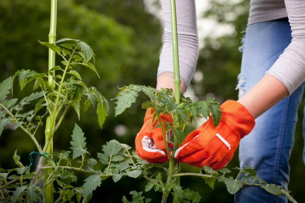 Tomato Plant Staking Techniques