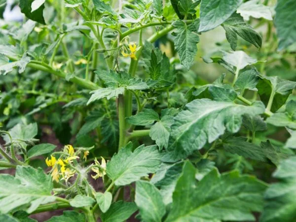 Tomato Plants Blooming: Tips for Fruitful Harvest