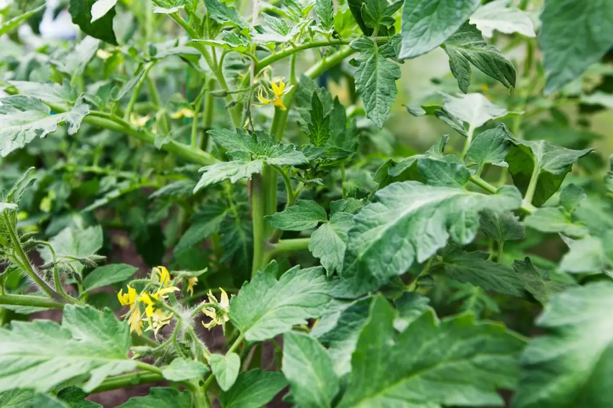 Tomato Plants Blooming: Tips for Fruitful Harvest