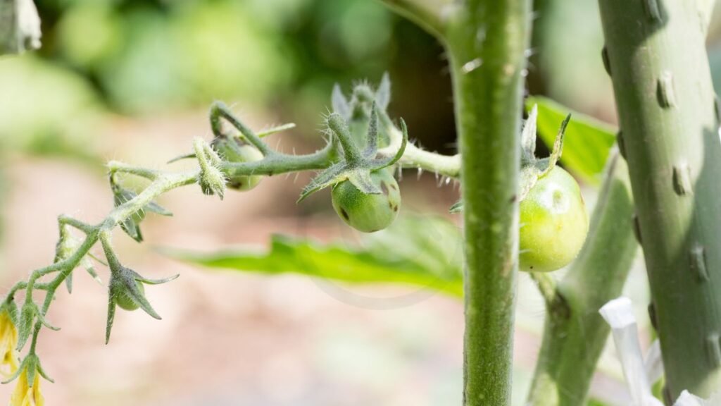 Identifying Tomato Plants Yellow Spot