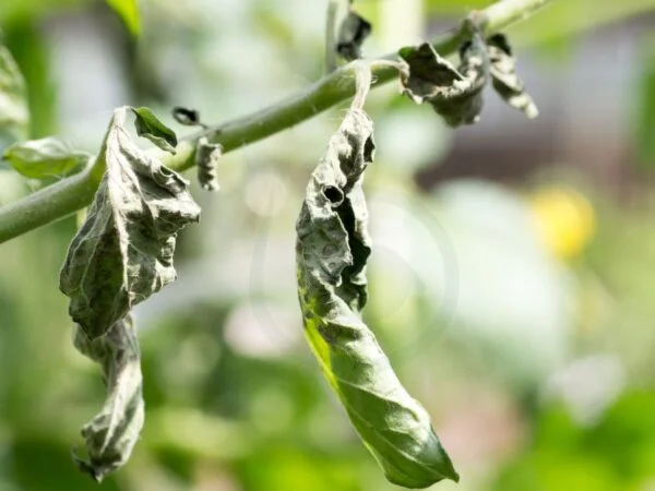 Tomato Plants Yellow Spots: Causes and Solutions