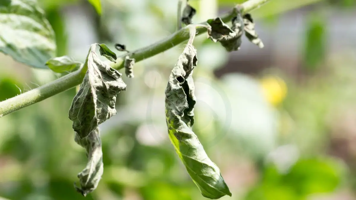 Tomato Plants Yellow Spots: Causes and Solutions