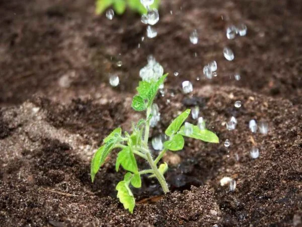 Tomato Seedlings Falling Over: Understanding Legginess & Solutions