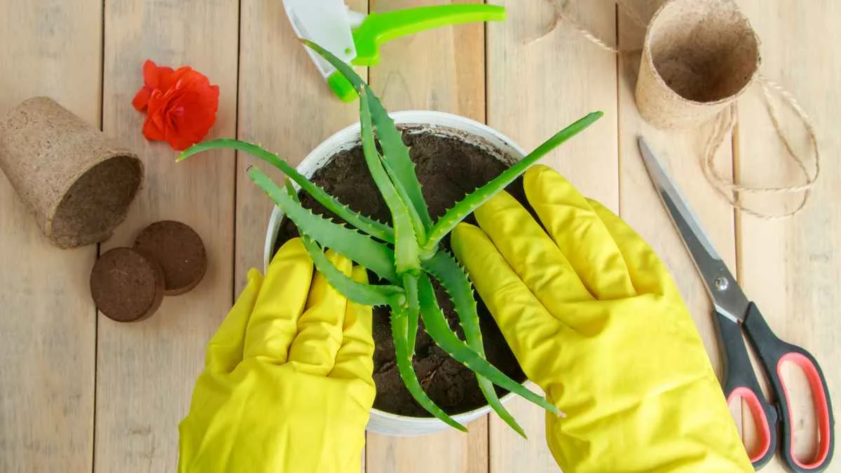 How Do You Transplant an Aloe Vera Plant: Tips for Healthy Growth