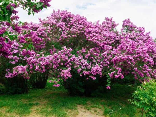 Transplanting a Lilac Bush: Understanding, Timing & Success
