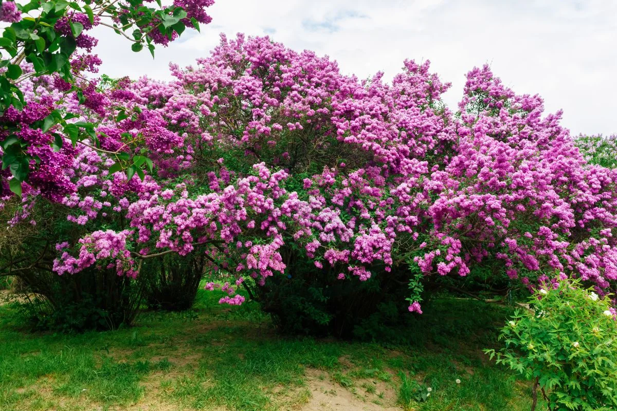 Transplanting a Lilac Bush: Understanding, Timing & Success