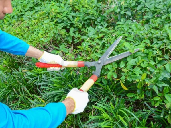When Is the Best Time to Trim a Lilac Bush: Ultimate Pruning Guide
