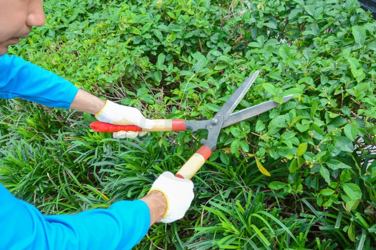 When Is the Best Time to Trim a Lilac Bush: Ultimate Pruning Guide