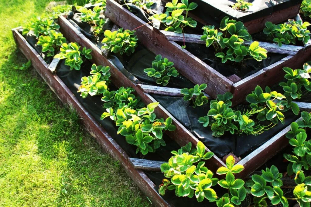 Filling Your Raised Bed