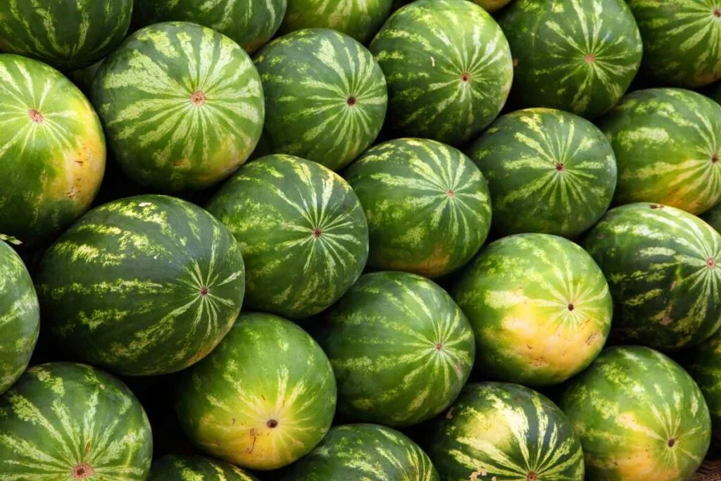 How Do You Know When Watermelon Is Ready to Pick