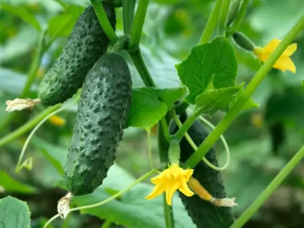 What Animals Eat Cucumbers: Protecting Your Garden