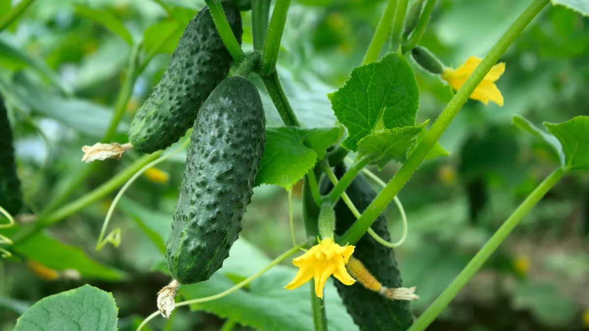 What Animals Eat Cucumbers: Protecting Your Garden