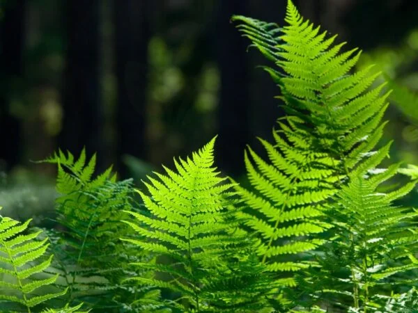 What Are Fern Leaves Called: Understanding Ferns & Leaf Structure
