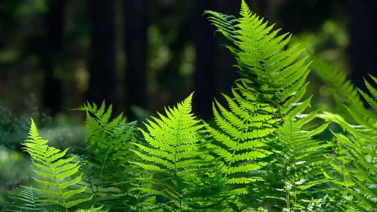 What Are Fern Leaves Called: Understanding Ferns & Leaf Structure