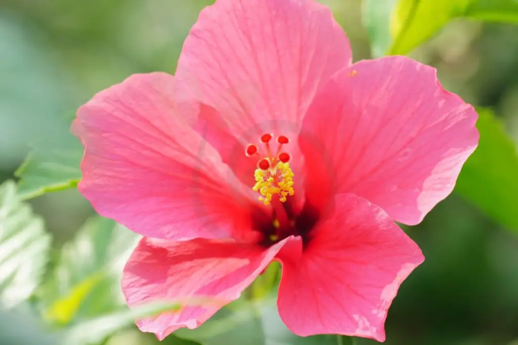 Hibiscus