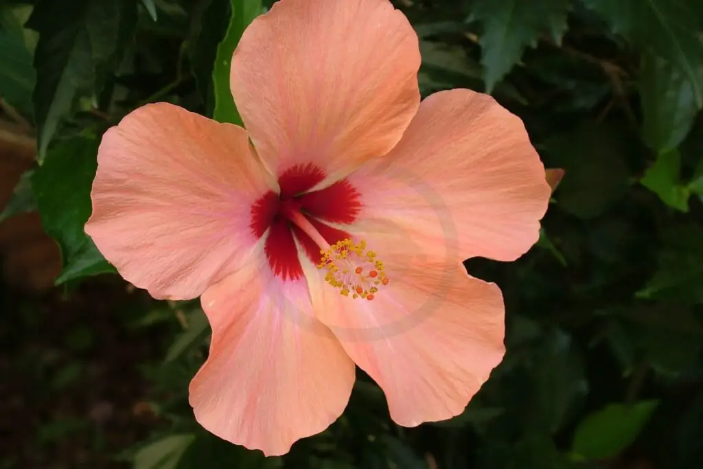 What Color is Hibiscus