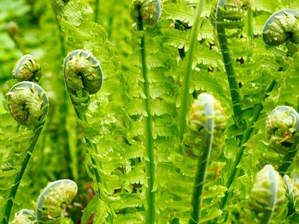 What Do Ferns Symbolize: Spiritual Connection & Life Lessons